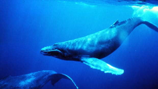 NOAA-Humpback_whales_in_singing_position