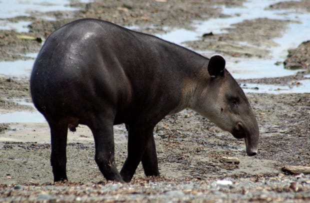 Carmody-tapir