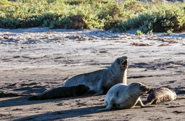 05a-Elephant-seals-and-pups
