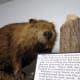A descendant of the original Beaver Island beaver