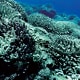 Bleached-coral-in-the-Tuamotu-_-Credit-David-Hannan---Ocean-Ark-Alliance---Tara-Expeditions-Foundation