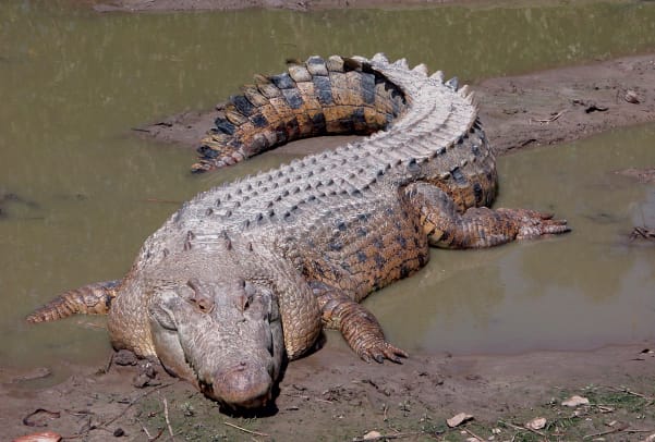 9b-A-saltwater-crocodile-powerful-dominant-and-very-menacing