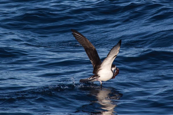 04c-Shearwater-catches-a-squid
