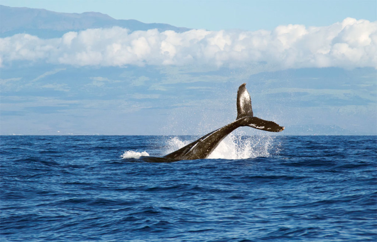 Whales are only one of many marine species affected by the state of the world’s oceans today