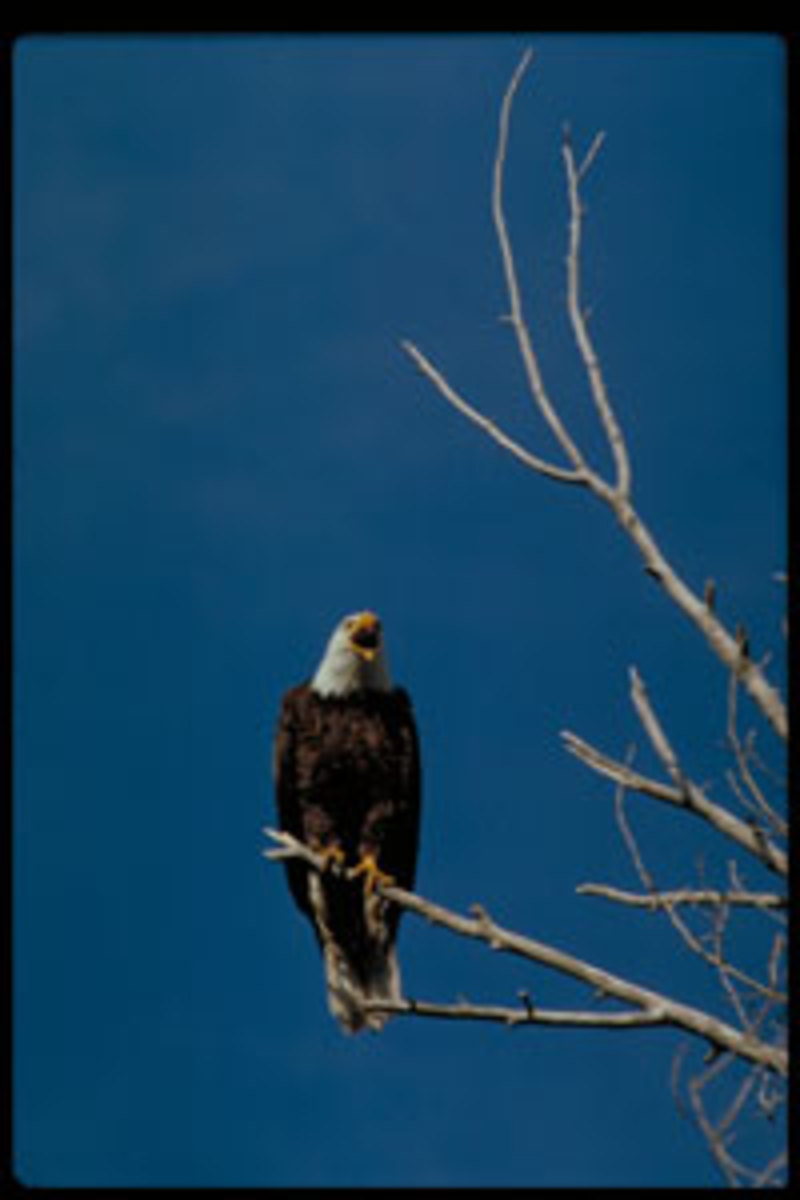  Bald Eagle. Photo courtesy of blm.gov