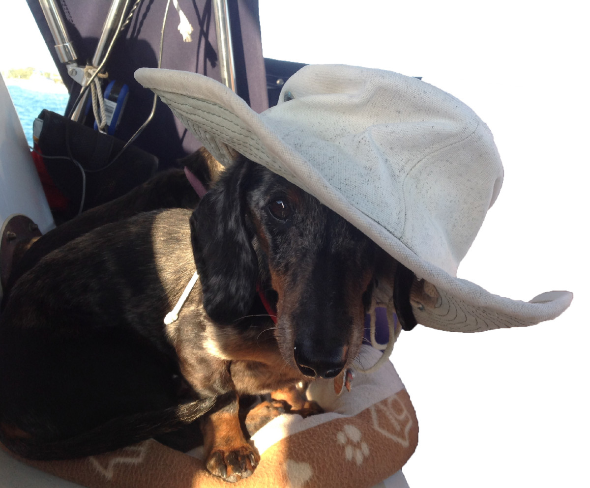 dogphin-in-hat