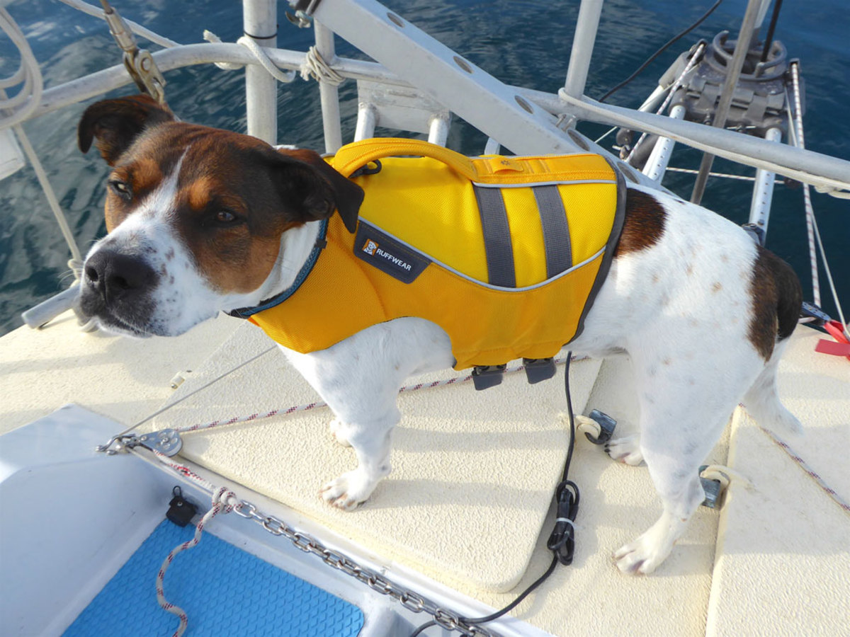 Baxter the dog in his lifevest, waiting to go ashore
