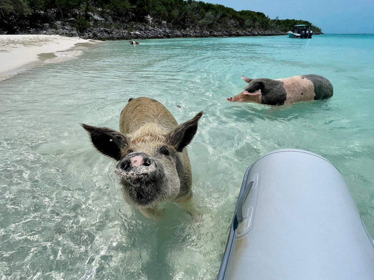 The swimming pigs of Allen’s Cay