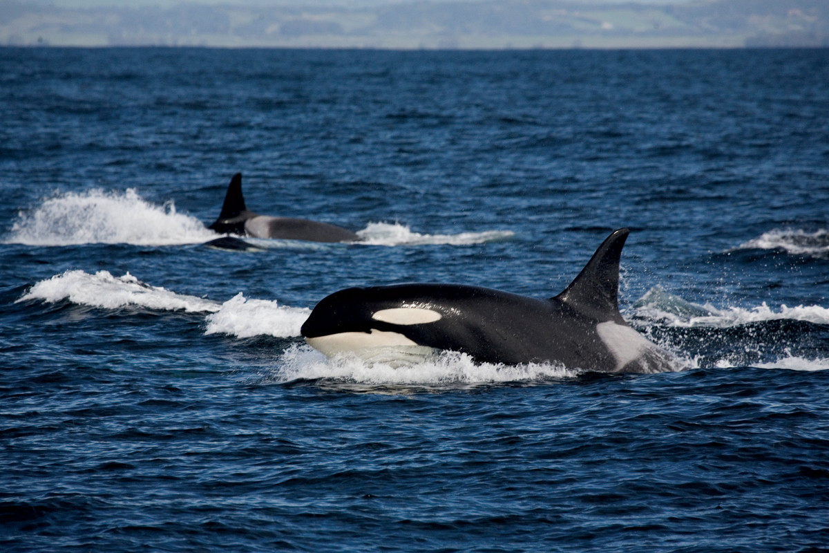 Though not usually dangerous, the orcas off the Iberian coast have become a major concern