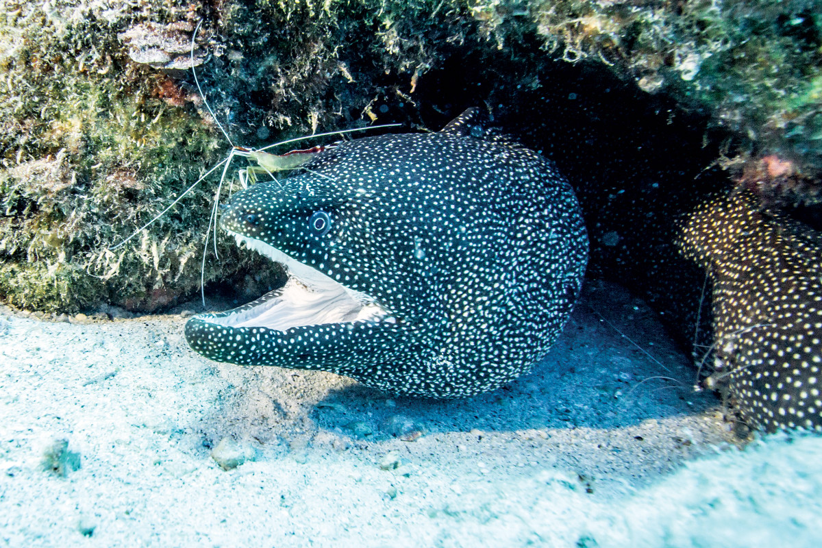 A local pokes its nose out of a nook in the coral
