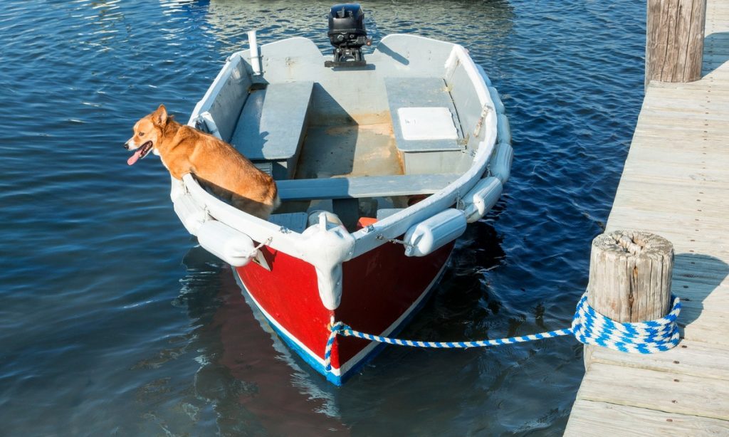 dog boat ramps help dogs get on boats when sailing
