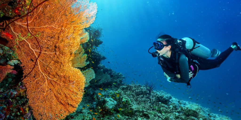 A scuba diver explores a colorful coral reef in the Indian Ocean, Maldives, full of fish and sea life