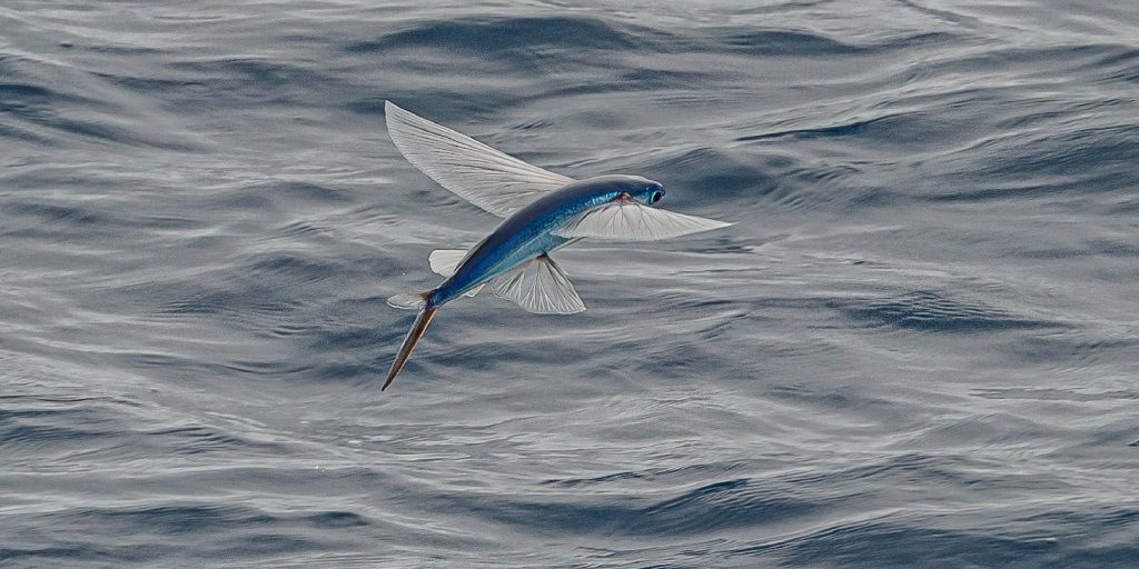 The Australasian flying fish, Cheilopogon pinnatibarbatus melanocercus, is a subspecies of flyingfish of the family Exocoetidae, found off New South Wales of Australia