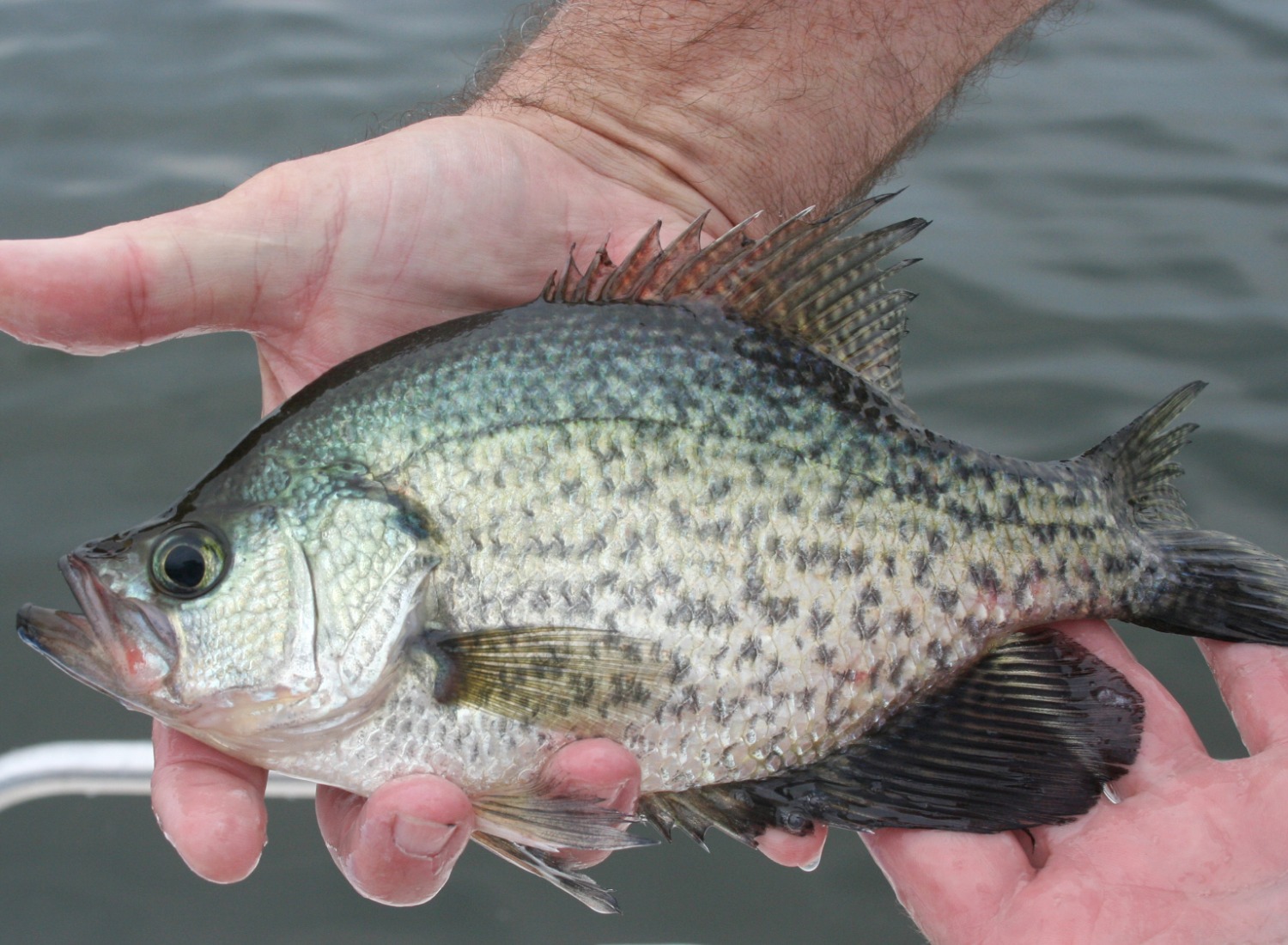 Crappie Fish: Where to Find Them and How to Catch Them