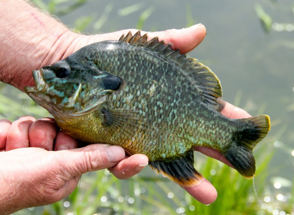 Person holding a sunfish