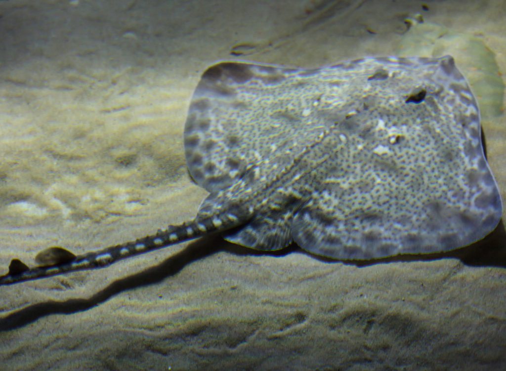 Spotted ray skate fish